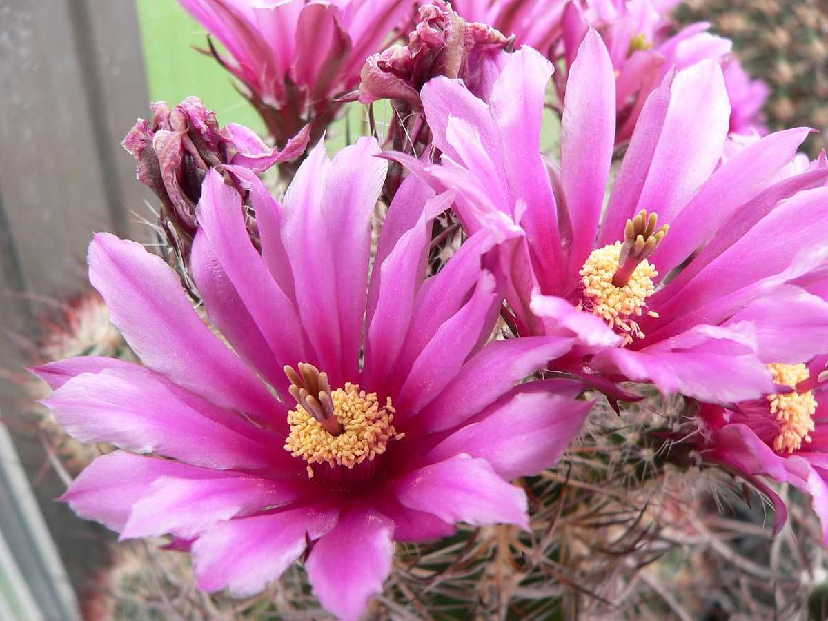 Kakteen Niess - Echinocereus lindsayi