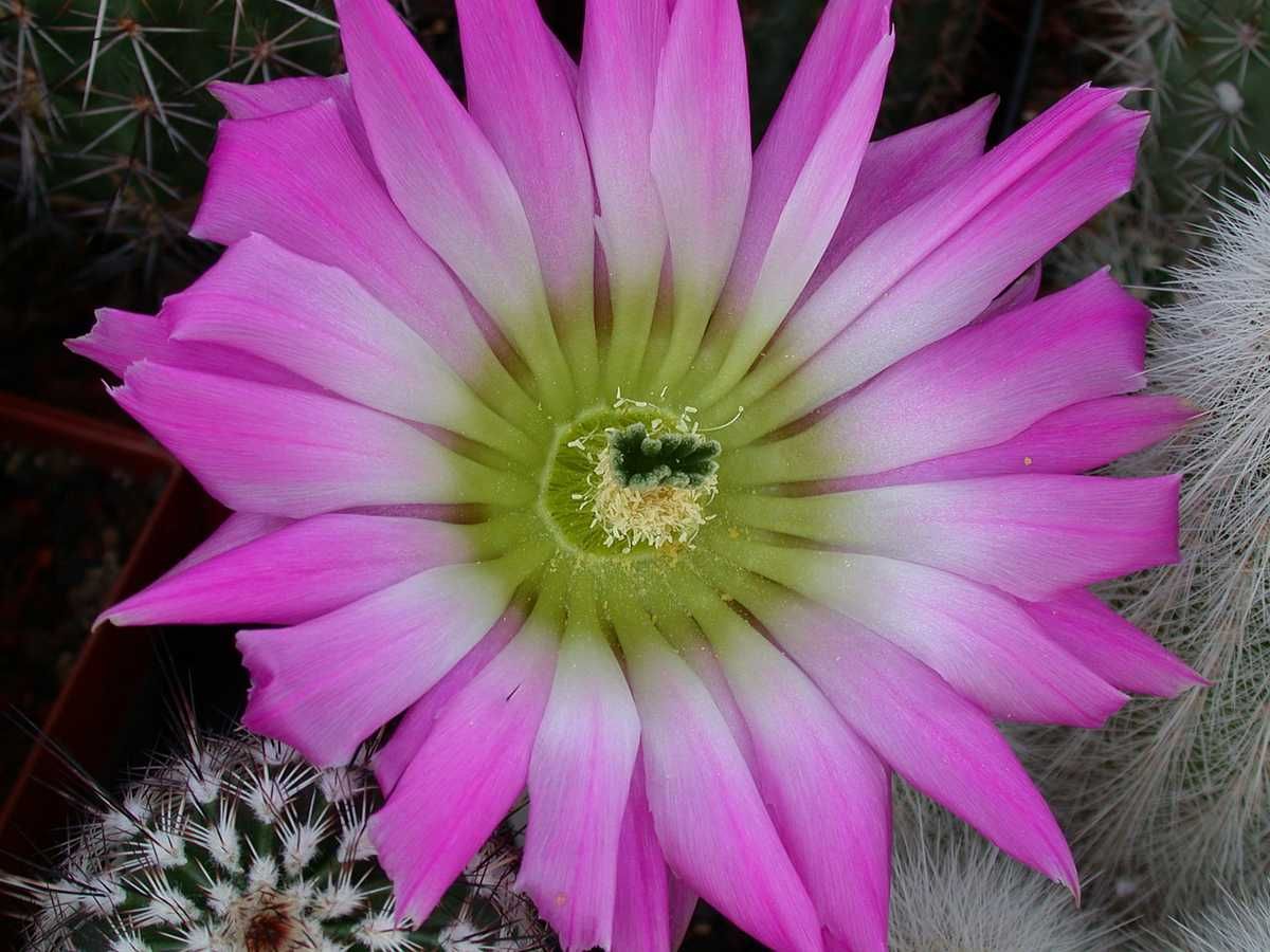 Kakteen Niess - Echinocereus armatus