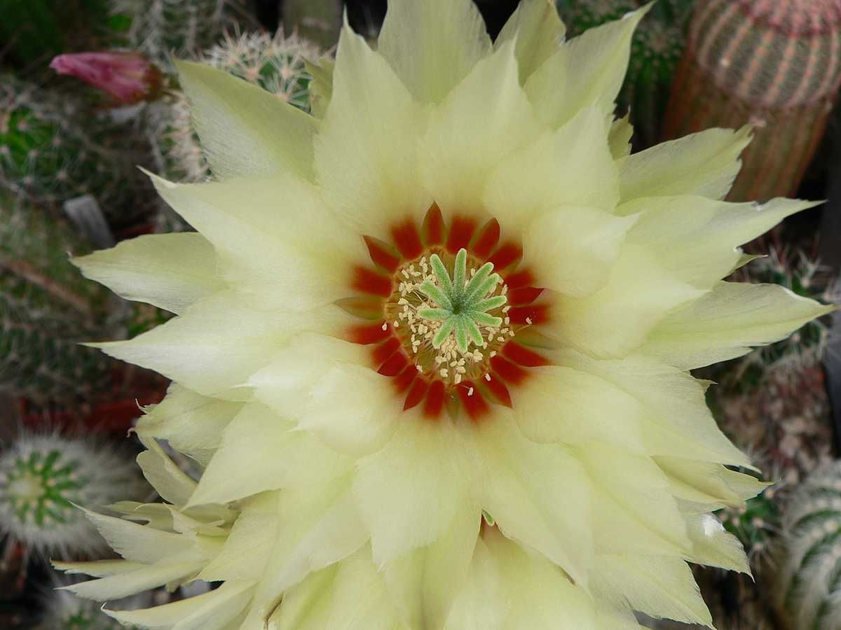 Kakteen Niess - Echinocereus papillosus