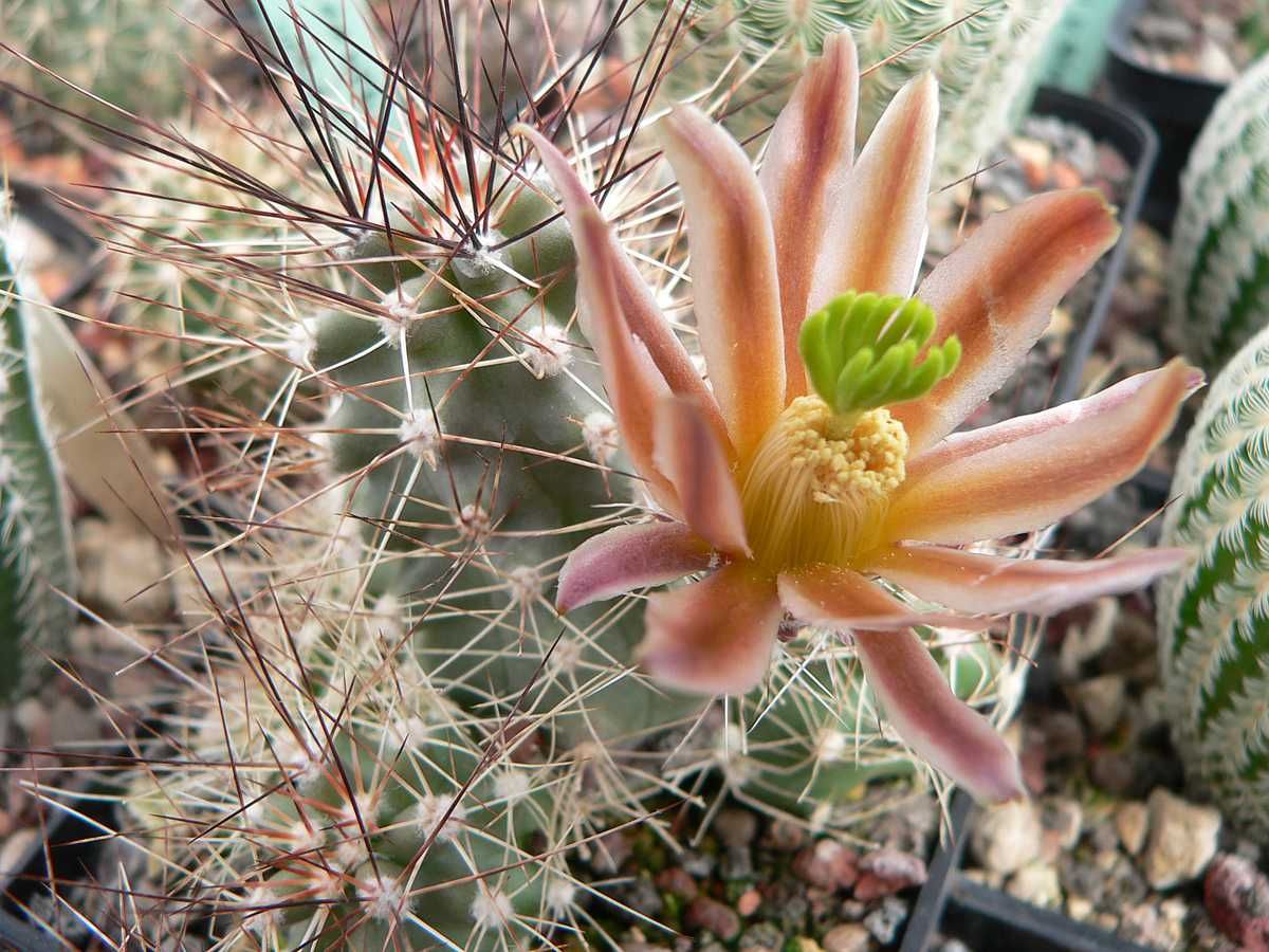 Kakteen Niess - Echinocereus mapimiensis