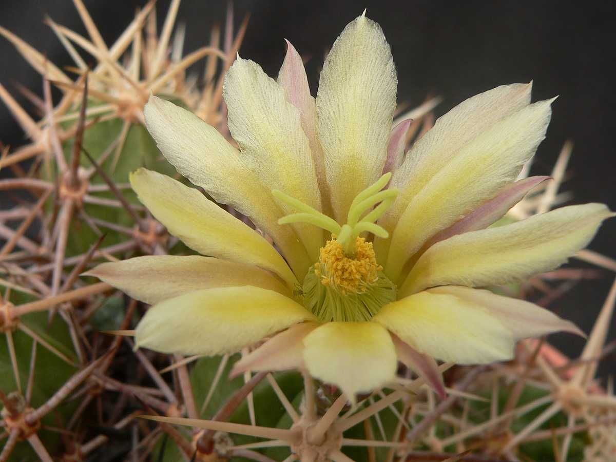 Kakteen Niess - Echinocereus hancockii