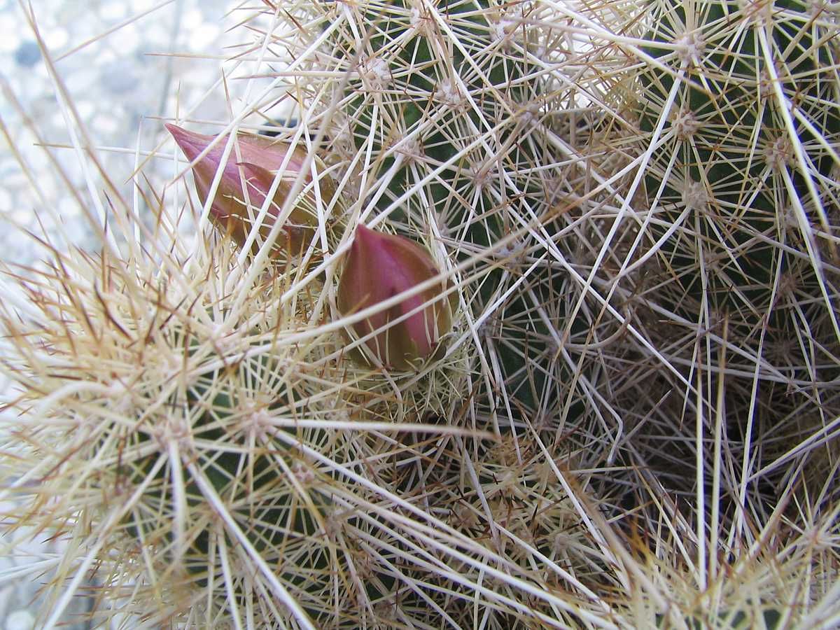 Kakteen Niess - Echinocereus barthelowanus