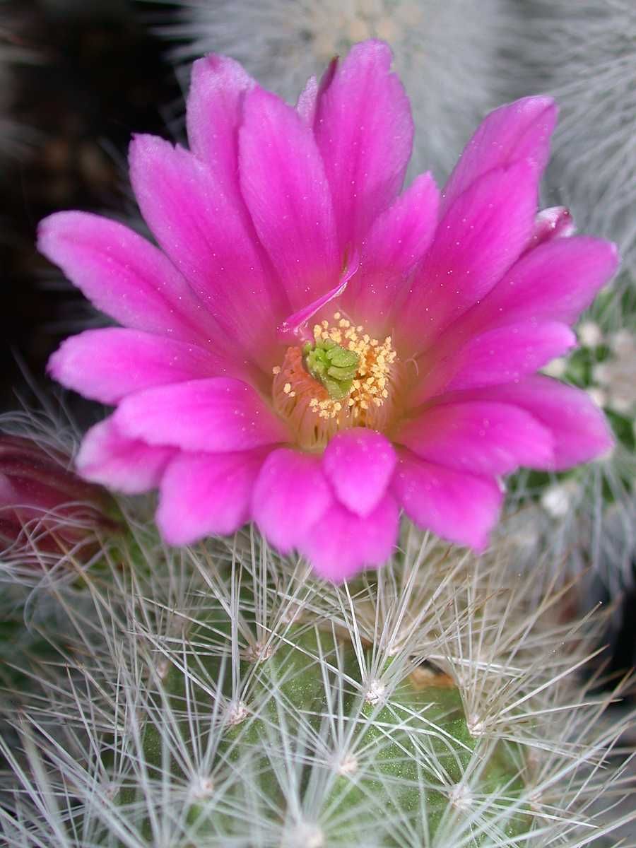 Kakteen Niess  Echinocereus nivosus
