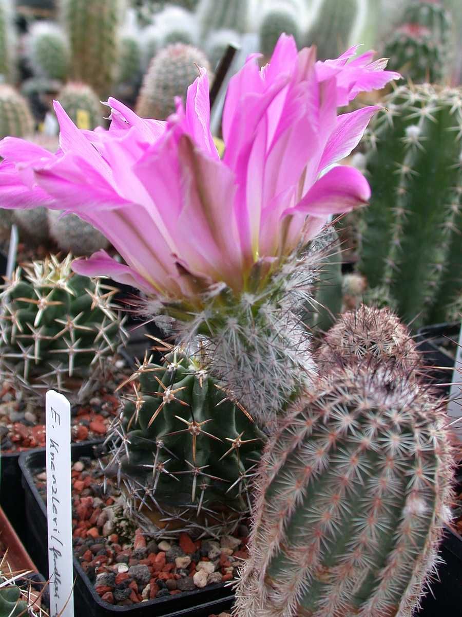 Kakteen Niess - Echinocereus armatus