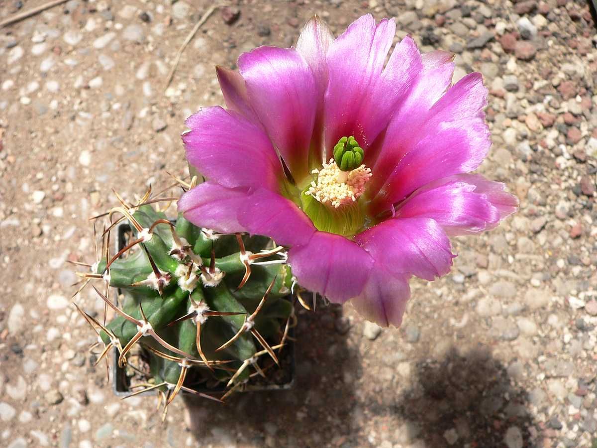 Kakteen Niess - Echinocereus kuenzleri