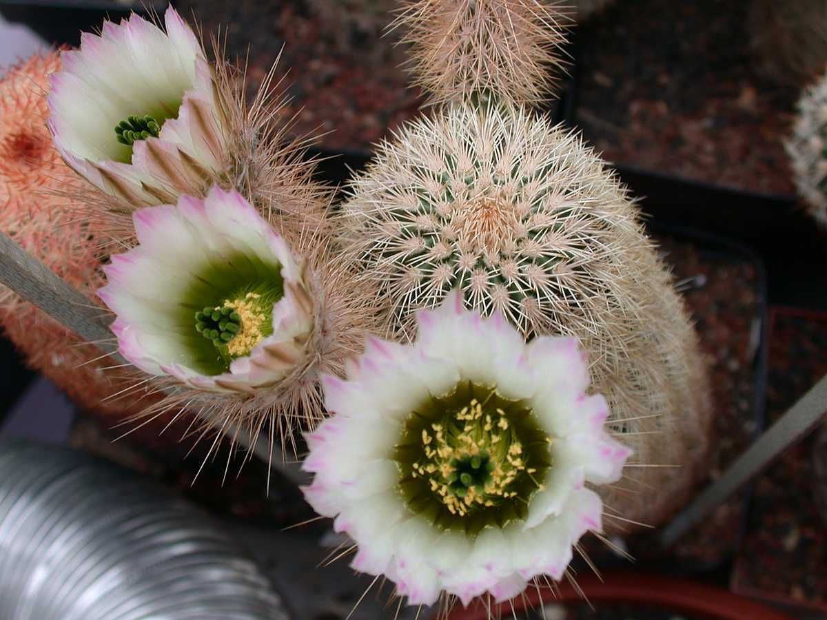 Kakteen Niess  Echinocereus grandis