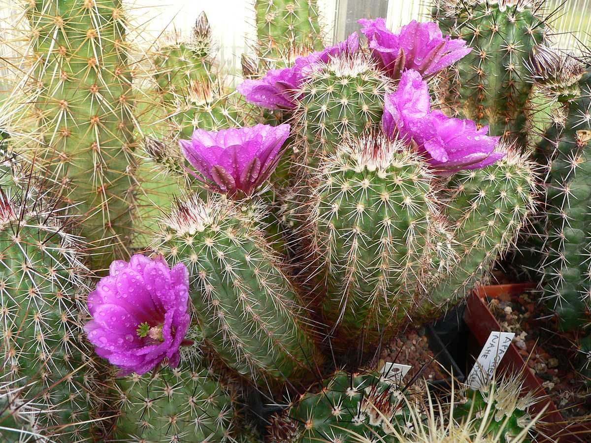 Kakteen Niess - Echinocereus bonkerae