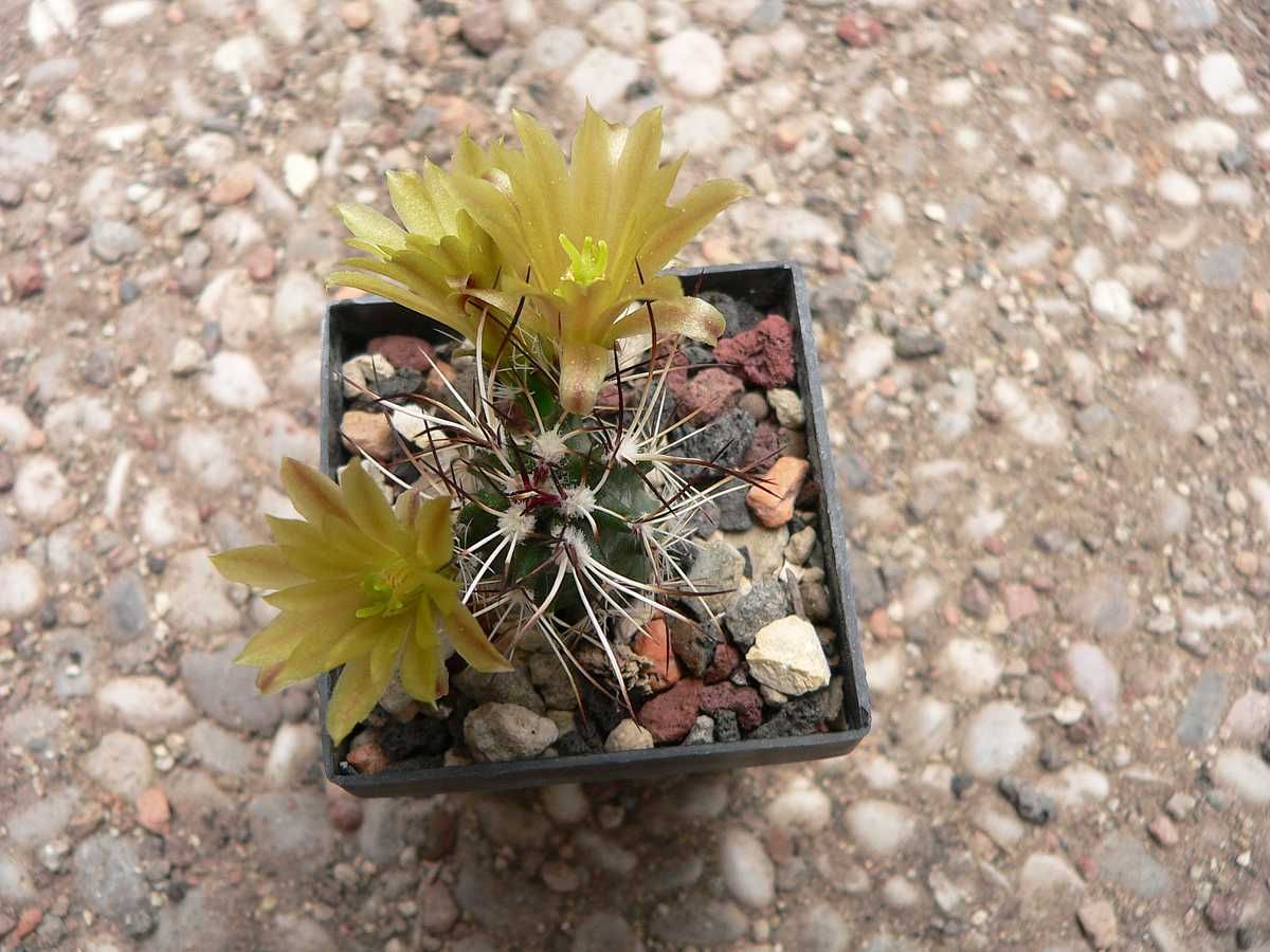 Kakteen Niess - Echinocereus davisii