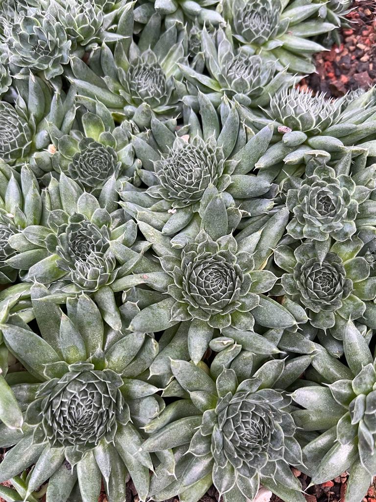 OROSTACHYS