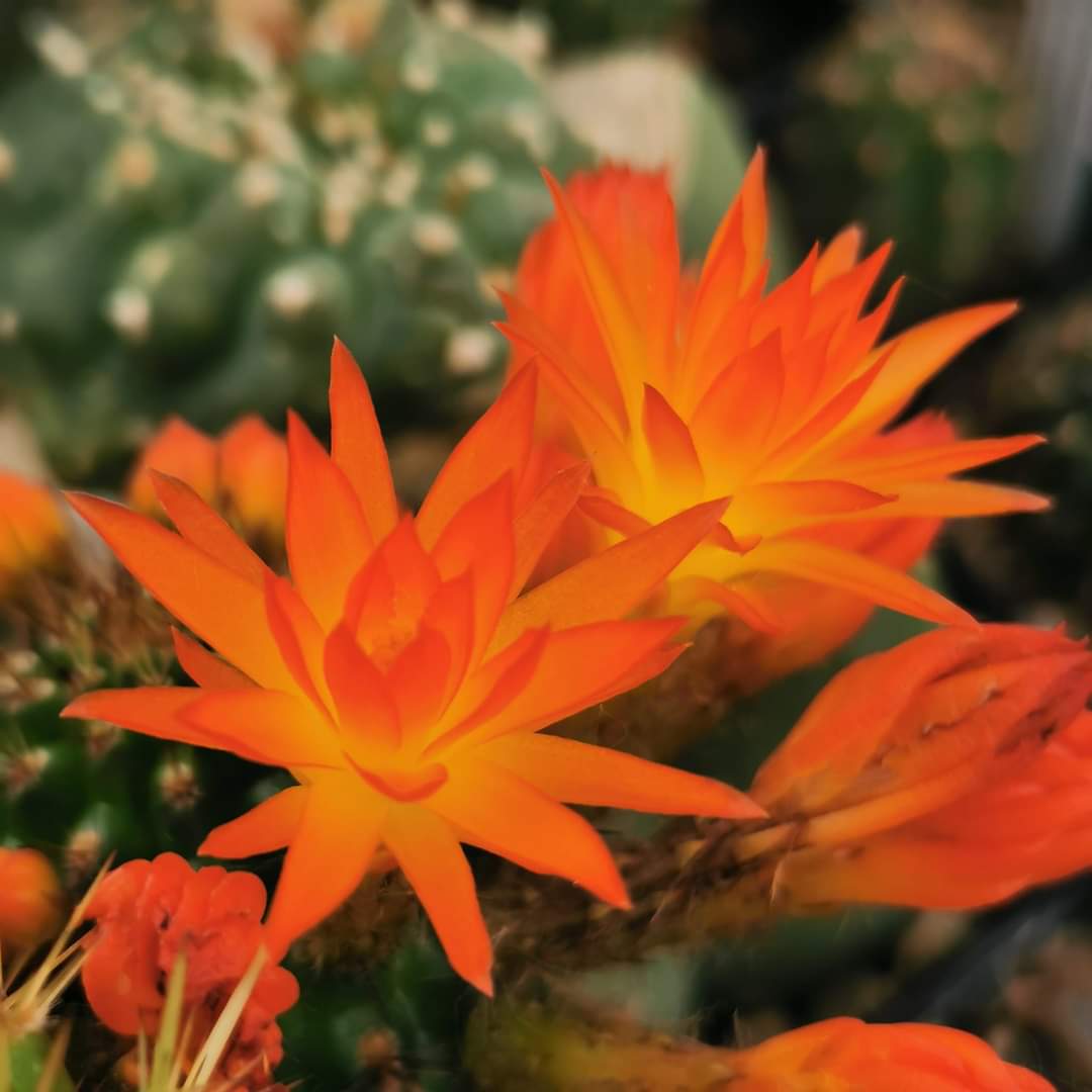 BORZICACTUS