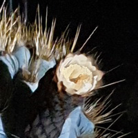 AZUREOCEREUS