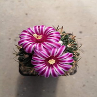 STENOCACTUS