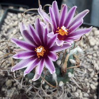 TURBINICARPUS