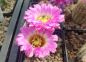 Preview: Echinocereus reichenbachii var. burensis