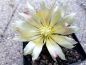 Preview: Ferocactus hamatacanthus