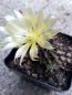 Preview: Ferocactus hamatacanthus
