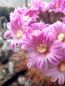 Preview: Mammillaria longiflora