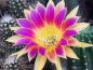 Preview: Lobivia SUNNY