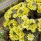 Preview: Mammillaria-baumii