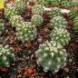 Preview: Pygmaeocereus bieblii