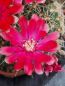 Preview: Gymnocalycium baldianum