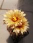Preview: Coryphantha wohlschlageri