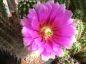Preview: Echinocereus apachensis