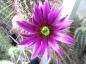 Preview: Echinocereus apachensis
