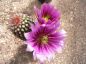Preview: Echinocereus bonkerae - HN1