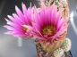 Preview: Echinocereus bonkerae - HN1