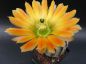 Preview: Echinocereus ctenoides – kupfer