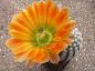 Preview: Echinocereus ctenoides – kupfer