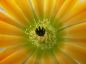 Preview: Echinocereus ctenoides – kupfer