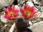 Preview: Echinocereus dasyacanthus (Fort Stockton)