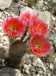 Preview: Echinocereus dasyacanthus ssp. crockettianus