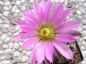 Preview: Echinocereus metornii
