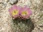 Preview: Echinomastus erectacentrus