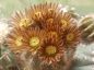 Preview: Echinomastus unguispinus