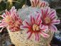 Preview: Mammillaria hermosana