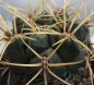 Preview: Gymnocalycium monvilei