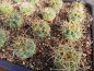 Preview: Gymnocalycium monvilei