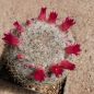 Preview: Mammillaria albilanata