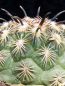 Preview: Coryphantha kracikii PD152