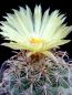 Preview: Coryphantha kracikii PD152
