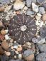 Preview: Frailea asterioides