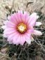 Preview: Coryphantha macromeris