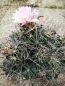 Preview: Coryphantha macromeris