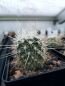 Preview: Echinocereus lindsayi gelb