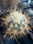Preview: Echinocereus lindsayi gelb