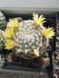 Preview: Mammillaria solisioides